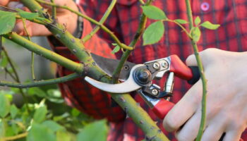 Ces plantes de jardin doivent être taillées dès maintenant pour avoir de belles fleurs au printemps