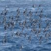 Des milliers d’oiseaux piégés dans l’œil du cyclone Helene