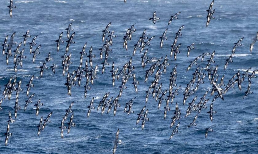 Des milliers d’oiseaux piégés dans l’œil du cyclone Helene