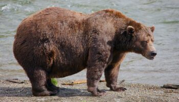 32 Chunk pictured last month. Pic: National Park Service via AP