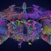 Le cerveau de la drosophile entièrement cartographié en 3D