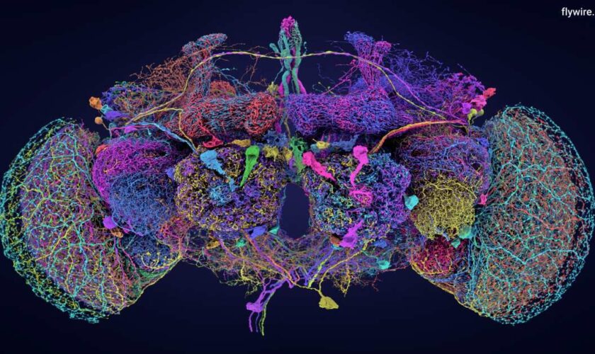 Le cerveau de la drosophile entièrement cartographié en 3D