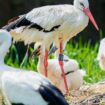 Storch-Bestand in Deutschland wächst – dank des Klimawandels