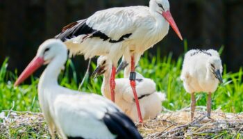 Storch-Bestand in Deutschland wächst – dank des Klimawandels