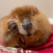 The fate of Nibi the beaver lands in court as rescuers try to stop her release into the wild