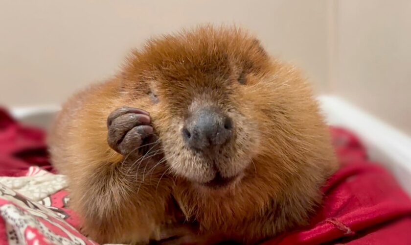 The fate of Nibi the beaver lands in court as rescuers try to stop her release into the wild