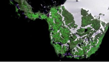 Scientists 'shocked' at how quickly parts of Antarctica are turning green