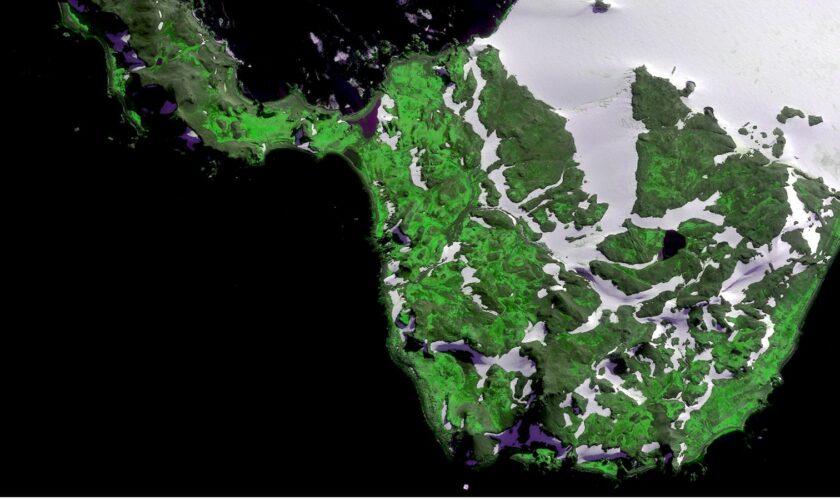 Scientists 'shocked' at how quickly parts of Antarctica are turning green