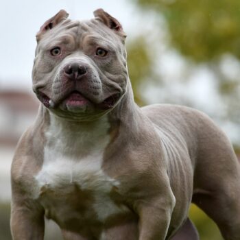 An American Bully - also known as an XL Bully. Library pic. From iStock.