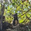 Rescuers save Tennessee dog stranded 20 feet high in tree after Hurricane Helene floods