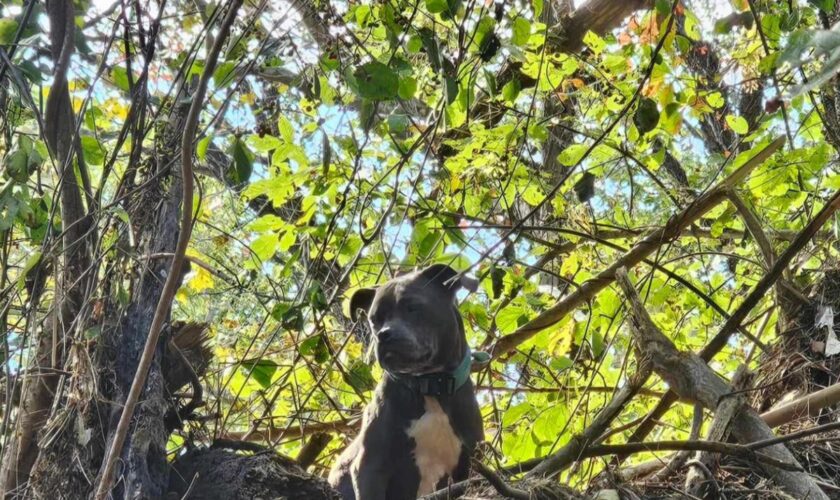 Rescuers save Tennessee dog stranded 20 feet high in tree after Hurricane Helene floods