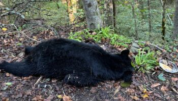 Bear killed while trying to eat pancakes