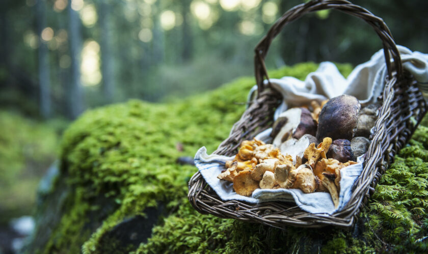 Cueillette aux champignons : météo, types de forêts… Les conseils d’experts pour optimiser ses chances