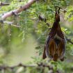 A yellow-winged bat (not bat involved). Pic: Sergio Pitamitz/VWPics via AP