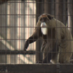 A live De Brazza monkey at Hong Kong zoo. Pic: AP