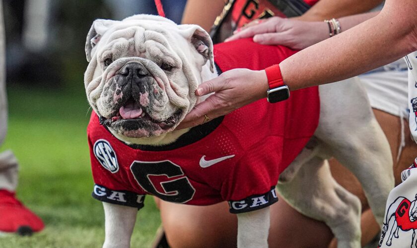 Georgia's famed mascot staying home for team's game vs Texas: 'Crazy as hell'