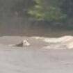 Inondations dans le centre-est : la vache Panga, emportée par une rivière en crue, est morte