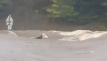 Inondations dans le centre-est : la vache Panga, emportée par une rivière en crue, est morte