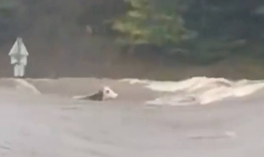 Inondations dans le centre-est : la vache Panga, emportée par une rivière en crue, est morte