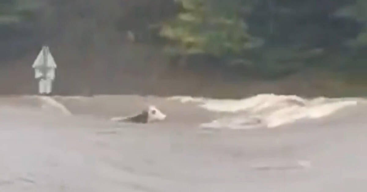 Inondations dans le centre-est : la vache Panga, emportée par une rivière en crue, est morte