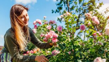 Add one natural item to your soil to have 'happier and healthier' roses