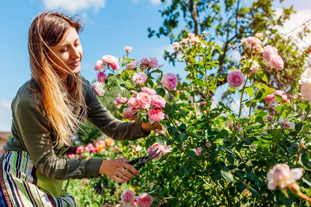 Add one natural item to your soil to have 'happier and healthier' roses