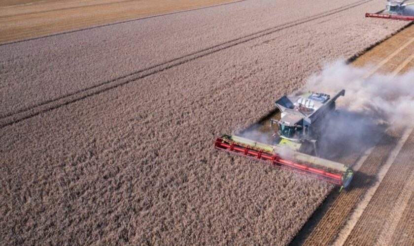 Die Agrarbetriebe in Mecklenburg-Vorpommern haben in diesem Jahr laut Agrarministerium eine gute Getreideernte eingefahren. Foto