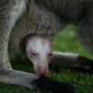 Australien: Wildtierpark präsentiert seltenes Albino-Wallaby Olaf