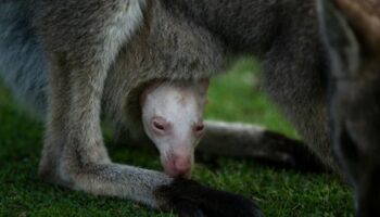 Australien: Wildtierpark präsentiert seltenes Albino-Wallaby Olaf