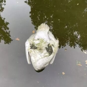 Bird flu fears after 25 swans mysteriously found floating dead in London canal