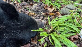 Black bear hit and killed while trying to eat pancakes by roadside in tragic photo