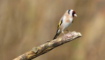 Cae en Chiclana una red «de grandes dimensiones» que se dedicaba a la caza furtiva de aves silvestres