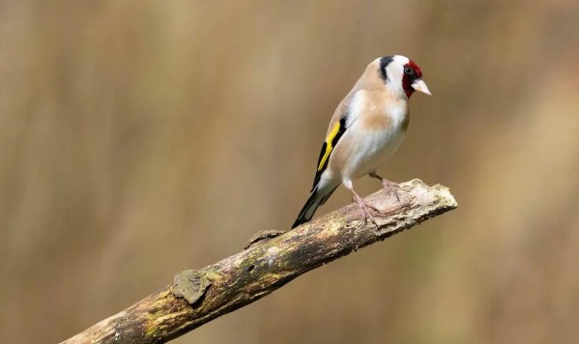 Cae en Chiclana una red «de grandes dimensiones» que se dedicaba a la caza furtiva de aves silvestres