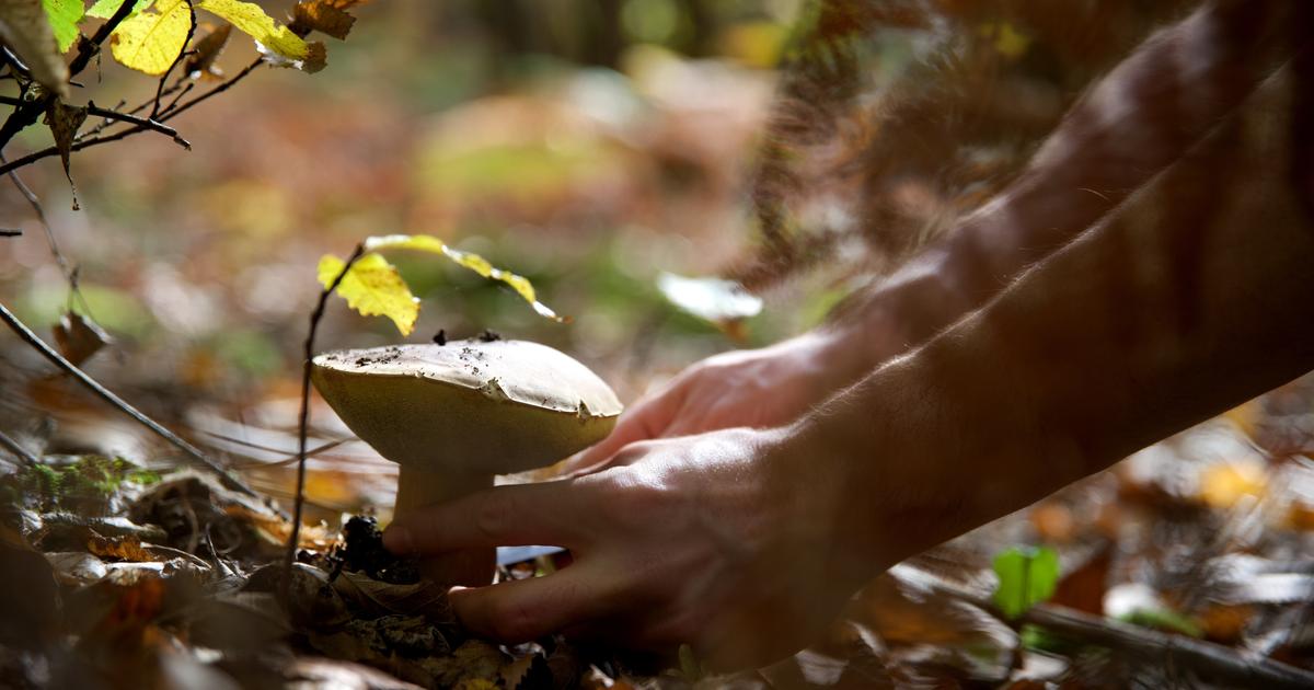 Cueillette des champignons : attention, danger !