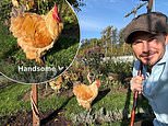 David Beckham gets back to his Cotswold country lifestyle as he tends to his flock of 'handsome' chickens and checks on his bee hives... after 'splashing out on $60m Miami mega-mansion'