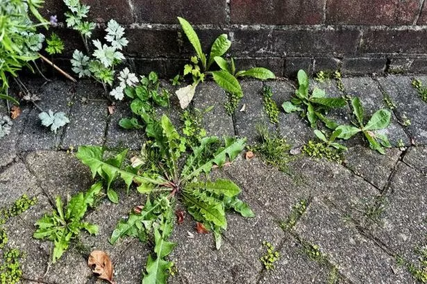 'Eco-friendly' 80p patio weed killer 'kills in 48 hours' - and you need 3 items