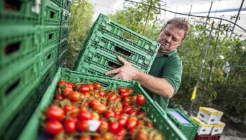 El campo desconfía del Gobierno: "Nos tememos que no va a exigir el cumplimiento de la sentencia contra los productos marroquíes"