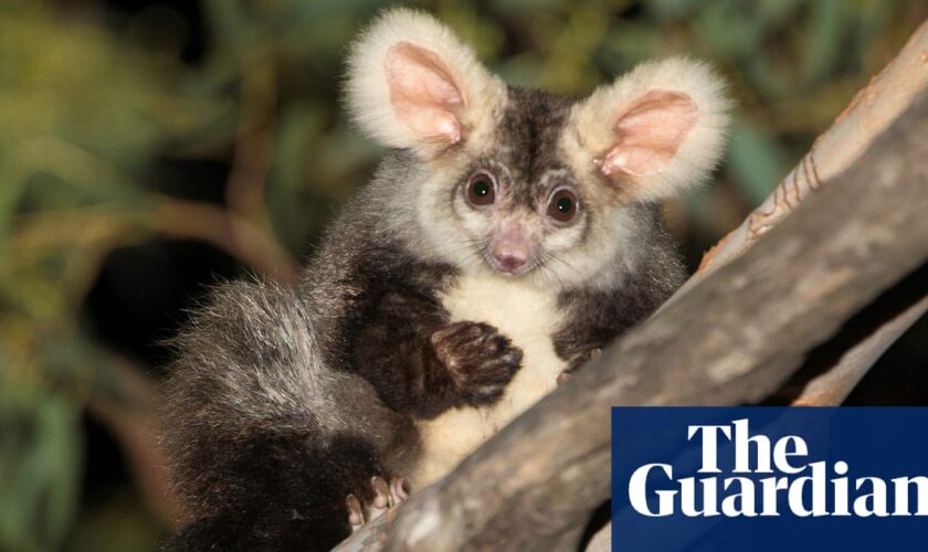 Environment summit taking place in Sydney while greater glider habitat is logged is ‘bullshit’, advocates say