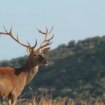 Este rincón de Jaén es único en el mundo para ver la berrea del ciervo