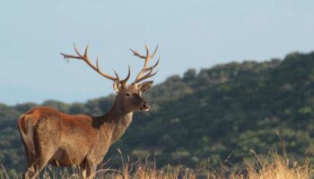 Este rincón de Jaén es único en el mundo para ver la berrea del ciervo