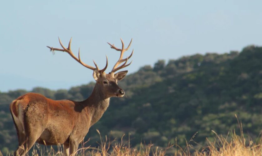 Este rincón de Jaén es único en el mundo para ver la berrea del ciervo