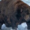 »Fat Bear«-Wahl in Alaska: Welcher Braunbär hat den schönsten Winterspeck?