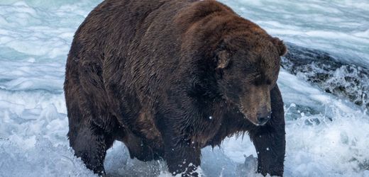 »Fat Bear«-Wahl in Alaska: Welcher Braunbär hat den schönsten Winterspeck?