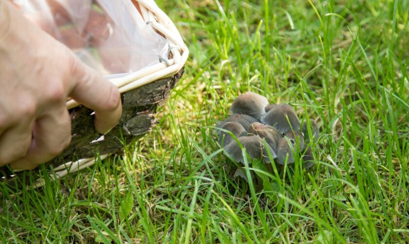 Pilze im Rasen: Kleine Gruppe Fruchtkörper auf einer Wiese