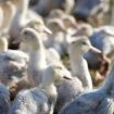 Grippe aviaire : 62 millions de canards à vacciner en France