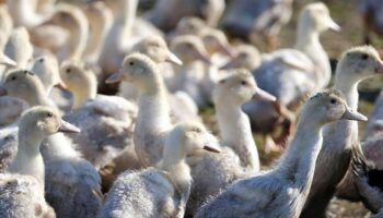 Grippe aviaire : 62 millions de canards à vacciner en France