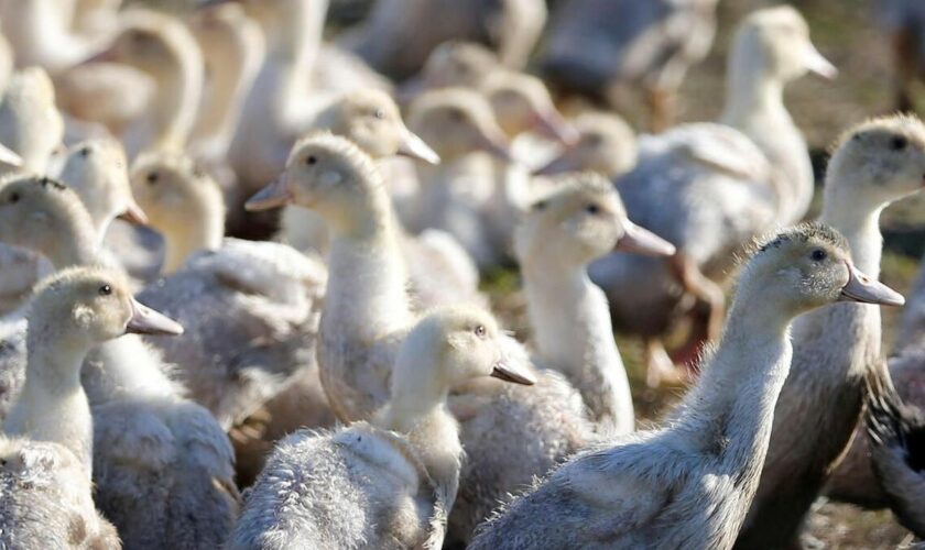 Grippe aviaire : 62 millions de canards à vacciner en France