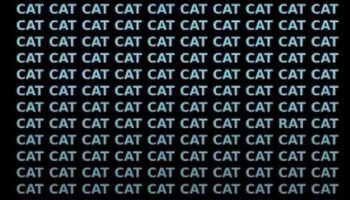 Just 3 percent of people can find the rat in this sea of cats in less than seven seconds