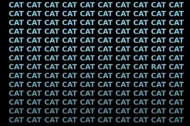 Just 3 percent of people can find the rat in this sea of cats in less than seven seconds