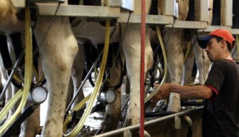 La gripe aviar se extiende por Estados Unidos entre las explotaciones avícolas y de vacas lecheras